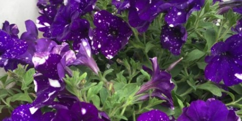 Vegetativna ampelna petunija noćno nebo (zvjezdana noć): fotografije i recenzije